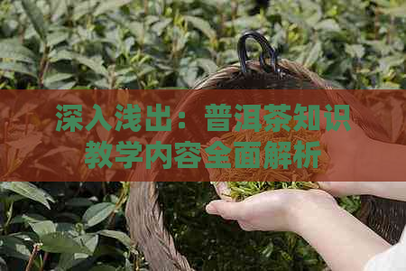 深入浅出：普洱茶知识教学内容全面解析