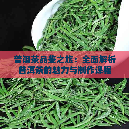 普洱茶品鉴之旅：全面解析普洱茶的魅力与制作课程