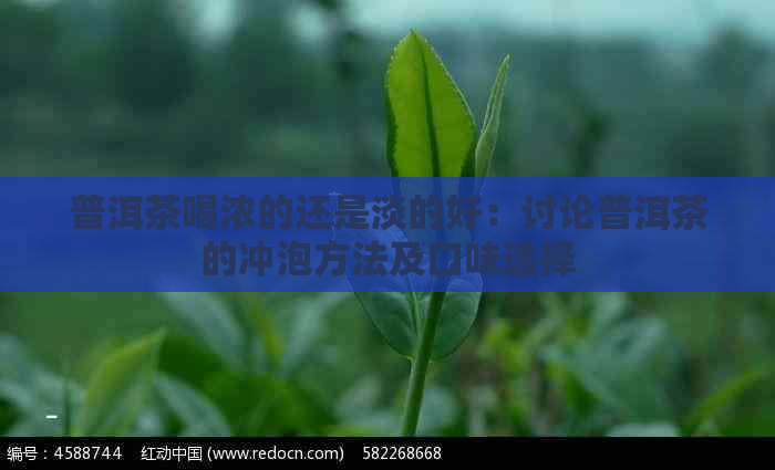 普洱茶喝浓的还是淡的好：讨论普洱茶的冲泡方法及口味选择