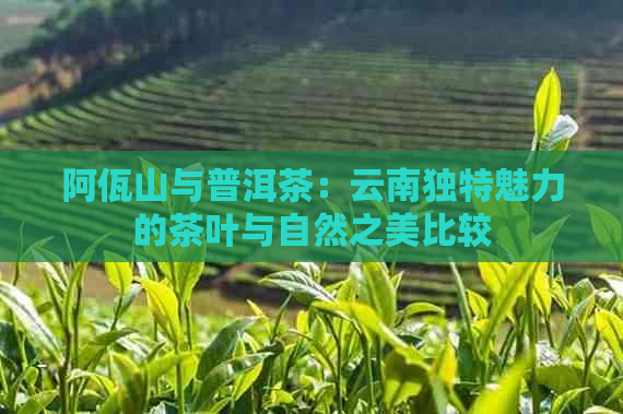 阿佤山与普洱茶：云南独特魅力的茶叶与自然之美比较