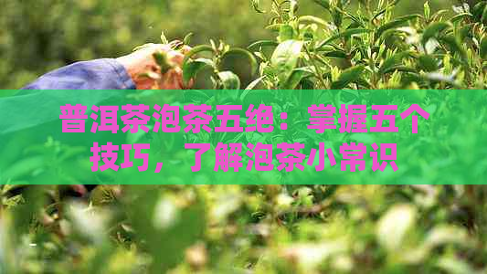 普洱茶泡茶五绝：掌握五个技巧，了解泡茶小常识