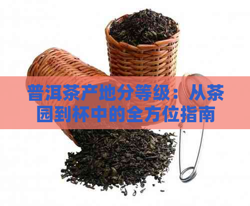 普洱茶产地分等级：从茶园到杯中的全方位指南