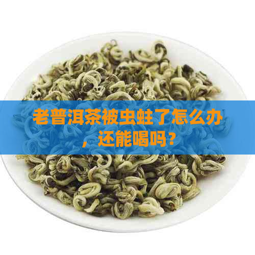 老普洱茶被虫蛀了怎么办，还能喝吗？