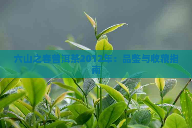 六山之春普洱茶2012年：品鉴与收藏指南