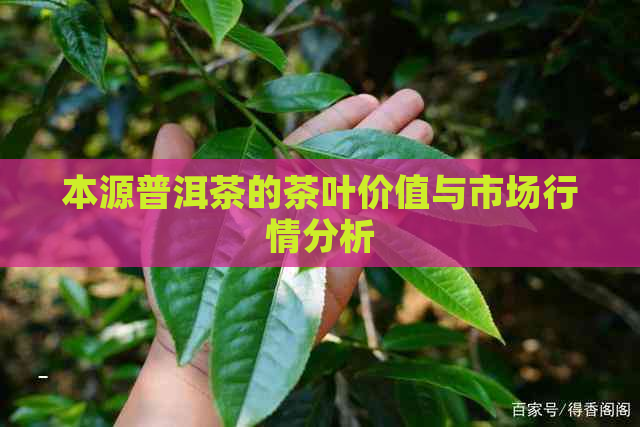 本源普洱茶的茶叶价值与市场行情分析