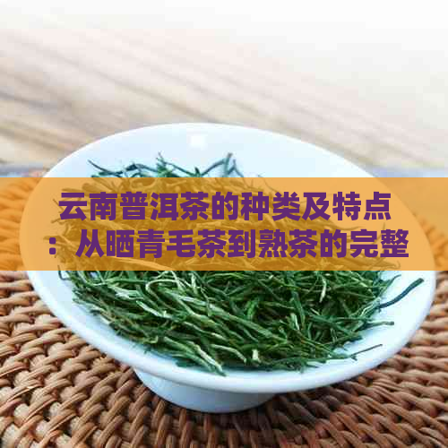 云南普洱茶的种类及特点：从晒青毛茶到熟茶的完整发酵过程