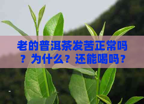 老的普洱茶发苦正常吗？为什么？还能喝吗？