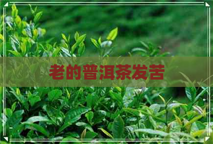 老的普洱茶发苦