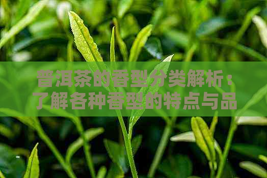 普洱茶的香型分类解析：了解各种香型的特点与品饮技巧