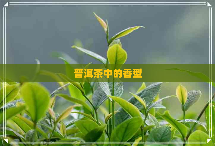 普洱茶中的香型