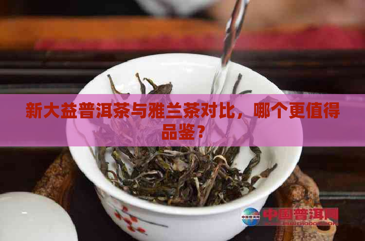 新大益普洱茶与雅兰茶对比，哪个更值得品鉴？