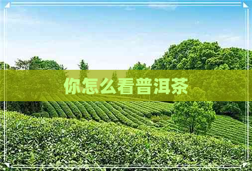 你怎么看普洱茶