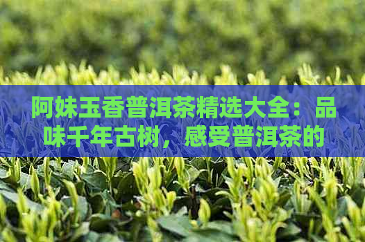 阿妹玉香普洱茶精选大全：品味千年古树，感受普洱茶的魅力。