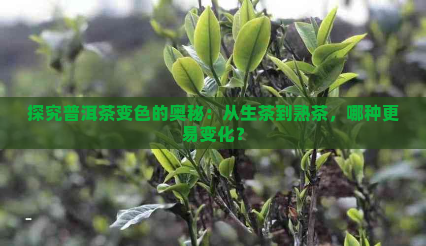 探究普洱茶变色的奥秘：从生茶到熟茶，哪种更易变化？