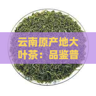 云南原产地大叶茶：品鉴普洱茶的精髓与魅力，探究价格背后的解析