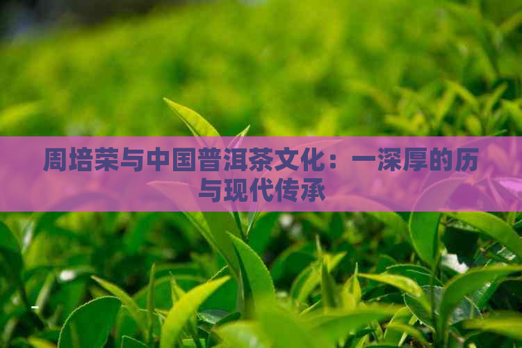 周培荣与中国普洱茶文化：一深厚的历与现代传承