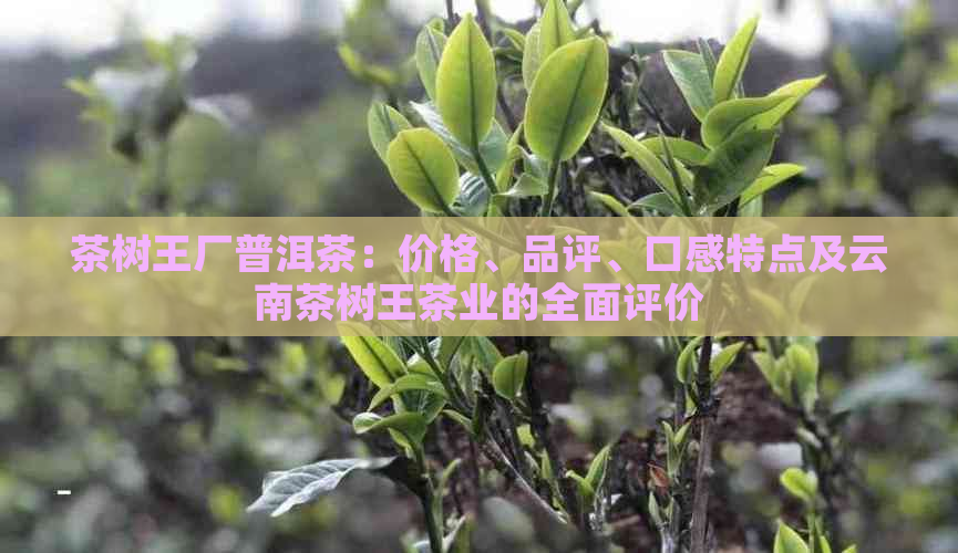 茶树王厂普洱茶：价格、品评、口感特点及云南茶树王茶业的全面评价