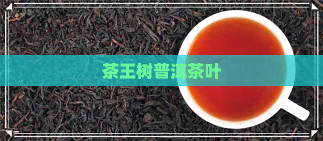 茶王树普洱茶叶