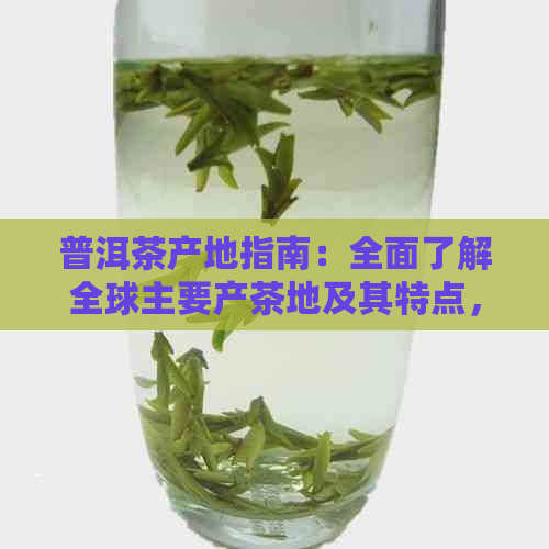 普洱茶产地指南：全面了解全球主要产茶地及其特点，帮助你选购优质普洱茶