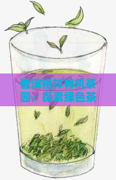 普洱祖祥有机茶园：探索绿色茶叶的世界，品味纯净的生活体验