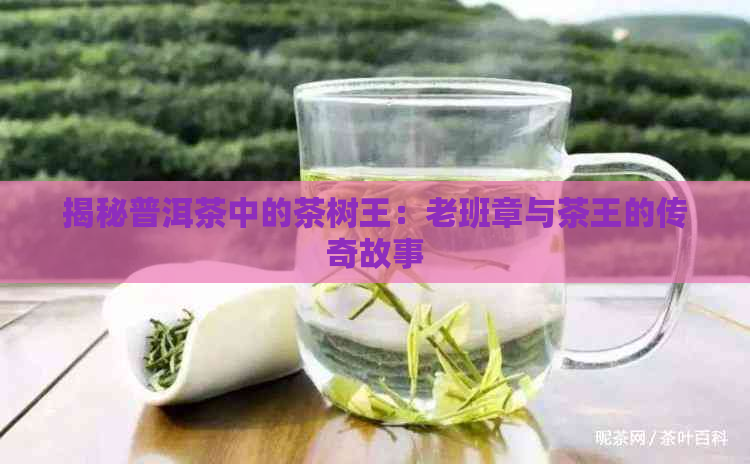 揭秘普洱茶中的茶树王：老班章与茶王的传奇故事