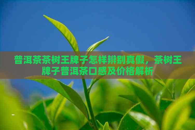 普洱茶茶树王牌子怎样辨别真假，茶树王牌子普洱茶口感及价格解析