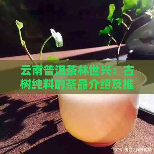 云南普洱茶林世兴：古树纯料的茶品介绍及推荐系列