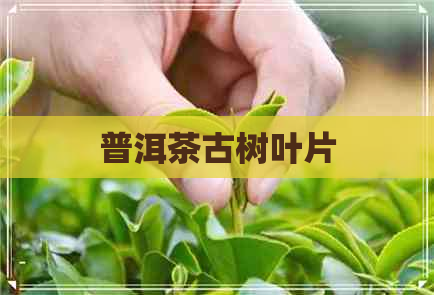 普洱茶古树叶片