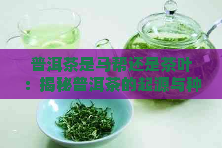 普洱茶是马帮还是茶叶：揭秘普洱茶的起源与种类