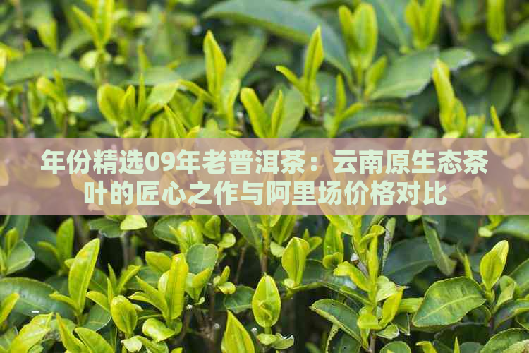 年份精选09年老普洱茶：云南原生态茶叶的匠心之作与阿里场价格对比