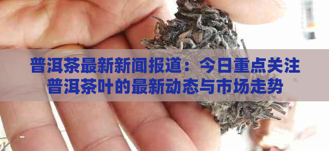 普洱茶最新新闻报道：今日重点关注普洱茶叶的最新动态与市场走势