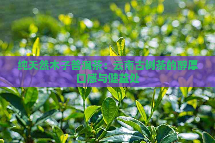 纯天然木子普洱茶：云南古树茶的醇厚口感与健益处