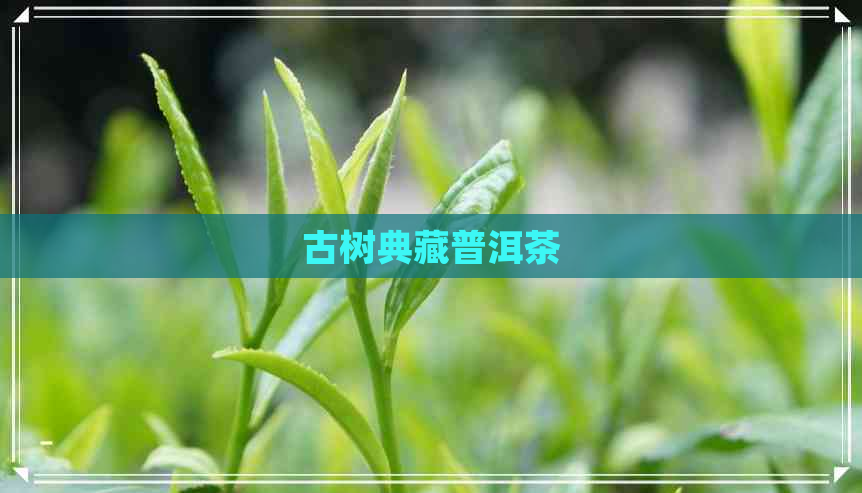 古树典藏普洱茶