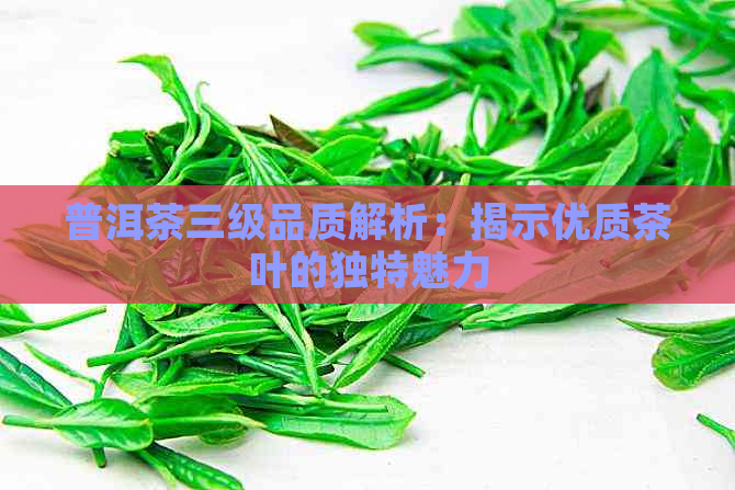 普洱茶三级品质解析：揭示优质茶叶的独特魅力