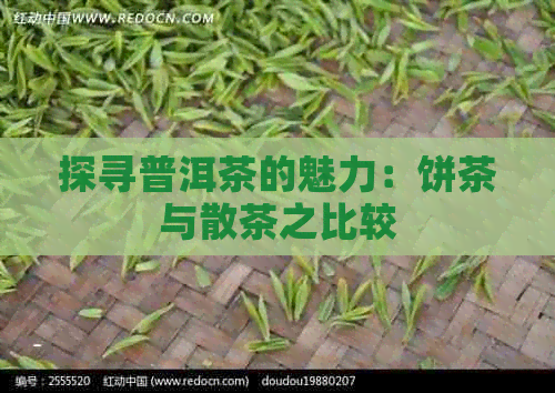 探寻普洱茶的魅力：饼茶与散茶之比较