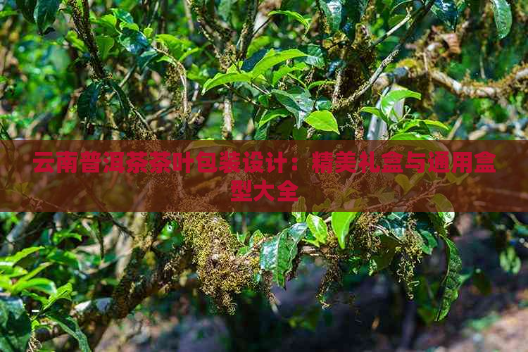 云南普洱茶茶叶包装设计：精美礼盒与通用盒型大全