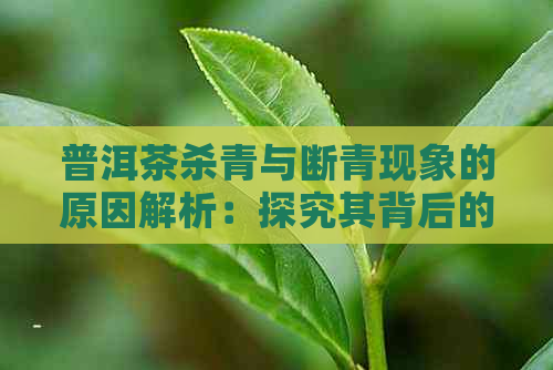 普洱茶杀青与断青现象的原因解析：探究其背后的科学原理与影响因素