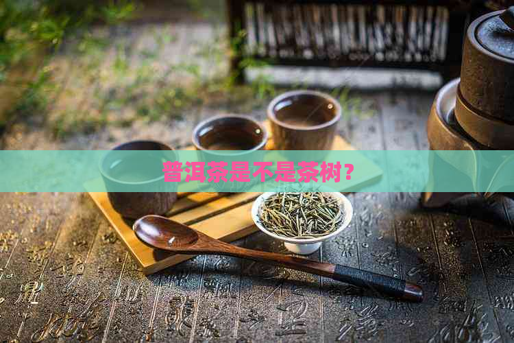 普洱茶是不是茶树？