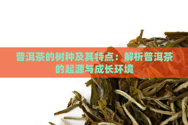 普洱茶的树种及其特点：解析普洱茶的起源与成长环境