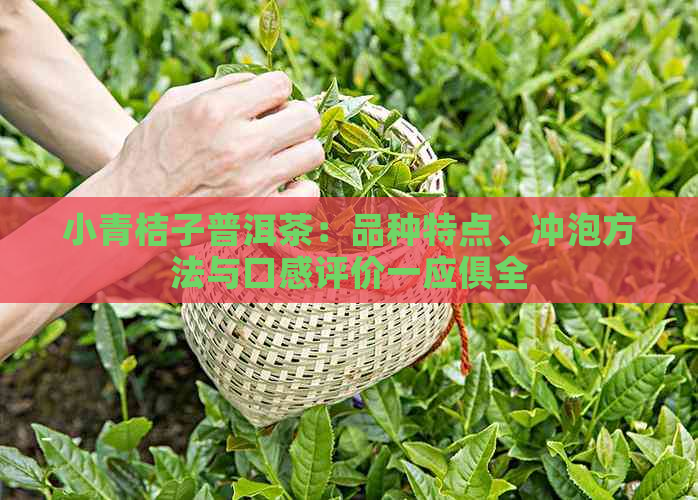 小青桔子普洱茶：品种特点、冲泡方法与口感评价一应俱全