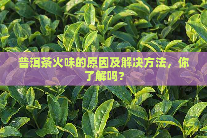 普洱茶火味的原因及解决方法，你了解吗？