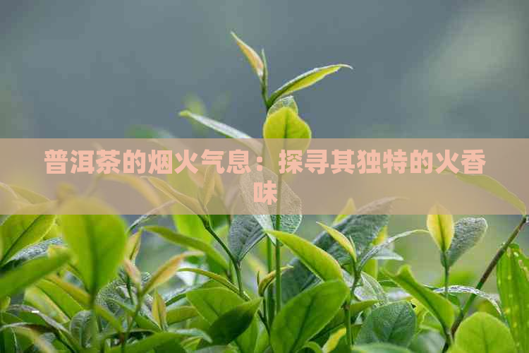 普洱茶的烟火气息：探寻其独特的火香味