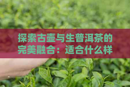 探索古壶与生普洱茶的完美融合：适合什么样的饮茶方式？