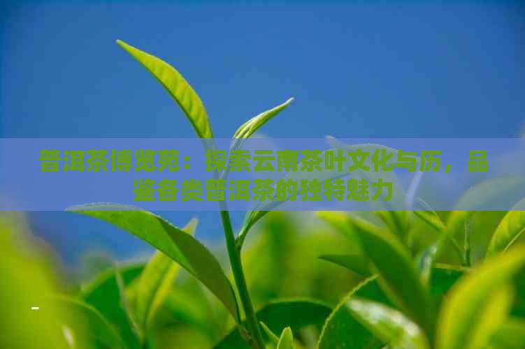 普洱茶博览苑：探索云南茶叶文化与历，品鉴各类普洱茶的独特魅力