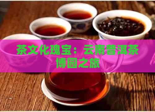 茶文化瑰宝：云南普洱茶博园之旅