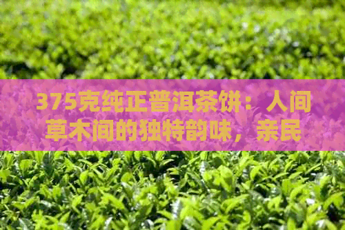 375克纯正普洱茶饼：人间草木间的独特韵味，亲民价格享受品质生活