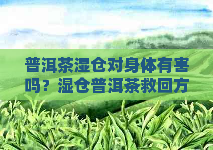 普洱茶湿仓对身体有害吗？湿仓普洱茶救回方法及影响解析