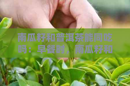 南瓜籽和普洱茶能同吃吗：早餐时，南瓜籽和普洱茶可以一起食用，没有性。