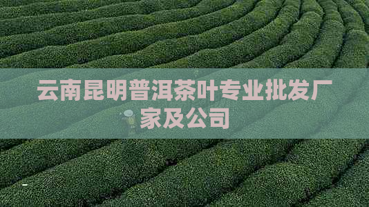 云南昆明普洱茶叶专业批发厂家及公司