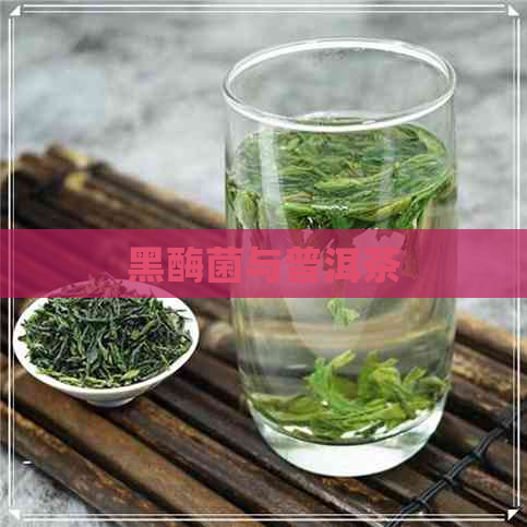 黑酶菌与普洱茶